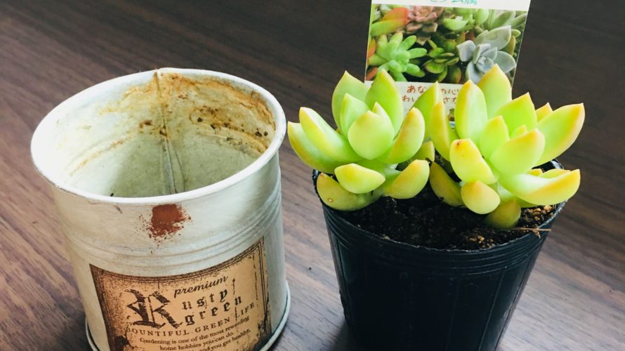 多肉植物【月の王子】を植えてみよう!
